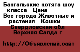 Бангальские котята шоу класса › Цена ­ 25 000 - Все города Животные и растения » Кошки   . Свердловская обл.,Верхняя Салда г.